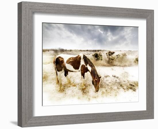 Horse Feeding off Dry Brush Growing out of Sand-Jan Lakey-Framed Photographic Print