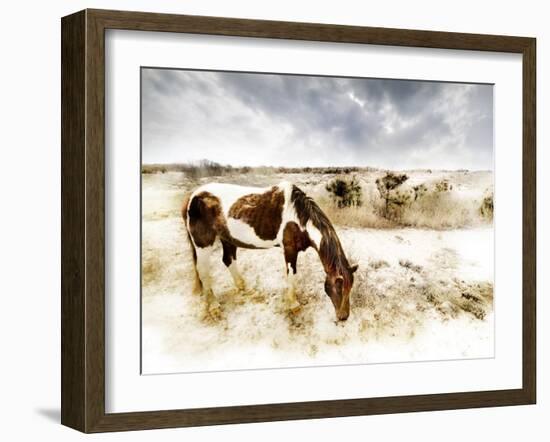 Horse Feeding off Dry Brush Growing out of Sand-Jan Lakey-Framed Photographic Print