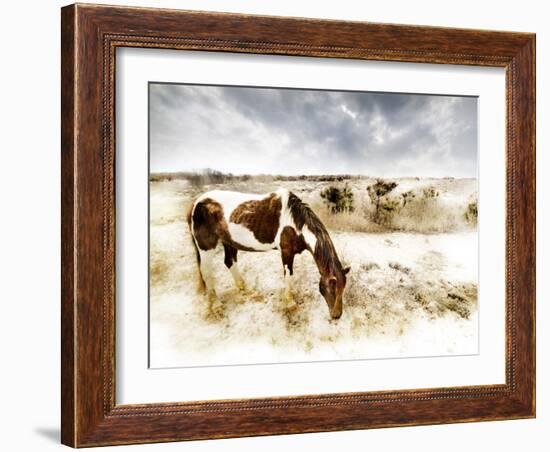 Horse Feeding off Dry Brush Growing out of Sand-Jan Lakey-Framed Photographic Print