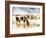 Horse Feeding off Dry Brush Growing out of Sand-Jan Lakey-Framed Photographic Print