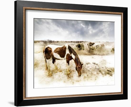 Horse Feeding off Dry Brush Growing out of Sand-Jan Lakey-Framed Photographic Print