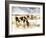 Horse Feeding off Dry Brush Growing out of Sand-Jan Lakey-Framed Photographic Print