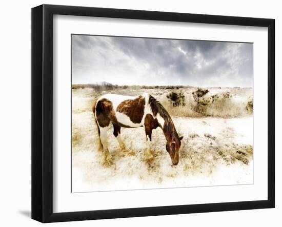 Horse Feeding off Dry Brush Growing out of Sand-Jan Lakey-Framed Photographic Print