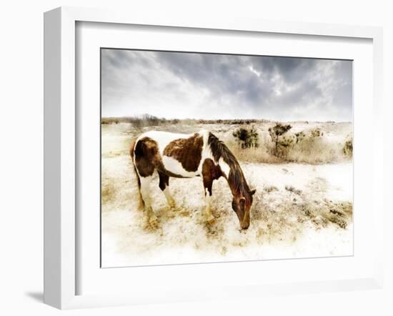 Horse Feeding off Dry Brush Growing out of Sand-Jan Lakey-Framed Photographic Print