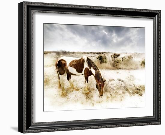 Horse Feeding off Dry Brush Growing out of Sand-Jan Lakey-Framed Photographic Print