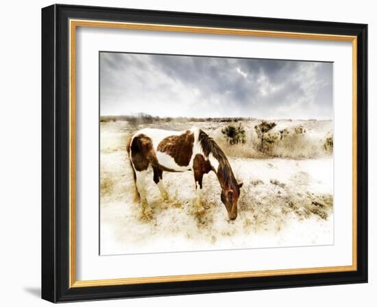 Horse Feeding off Dry Brush Growing out of Sand-Jan Lakey-Framed Photographic Print