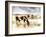 Horse Feeding off Dry Brush Growing out of Sand-Jan Lakey-Framed Photographic Print