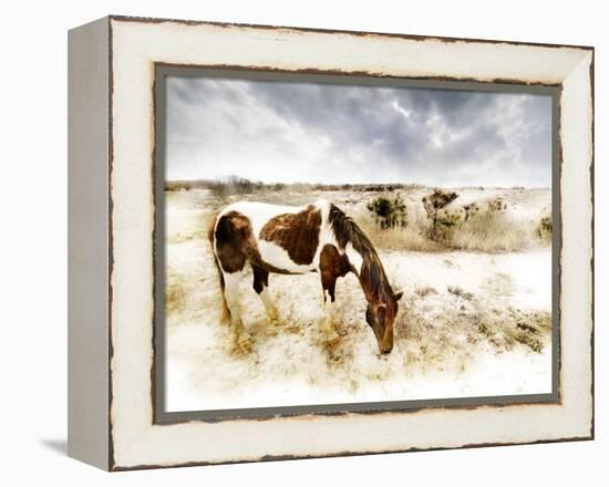 Horse Feeding off Dry Brush Growing out of Sand-Jan Lakey-Framed Premier Image Canvas
