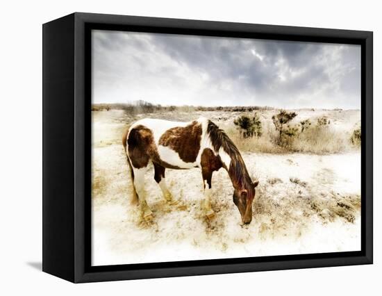 Horse Feeding off Dry Brush Growing out of Sand-Jan Lakey-Framed Premier Image Canvas