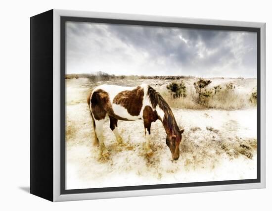 Horse Feeding off Dry Brush Growing out of Sand-Jan Lakey-Framed Premier Image Canvas