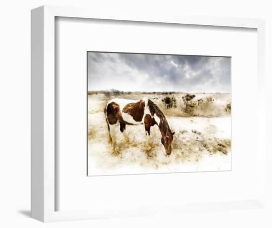 Horse Feeding off Dry Brush Growing out of Sand-Jan Lakey-Framed Photographic Print