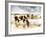 Horse Feeding off Dry Brush Growing out of Sand-Jan Lakey-Framed Photographic Print