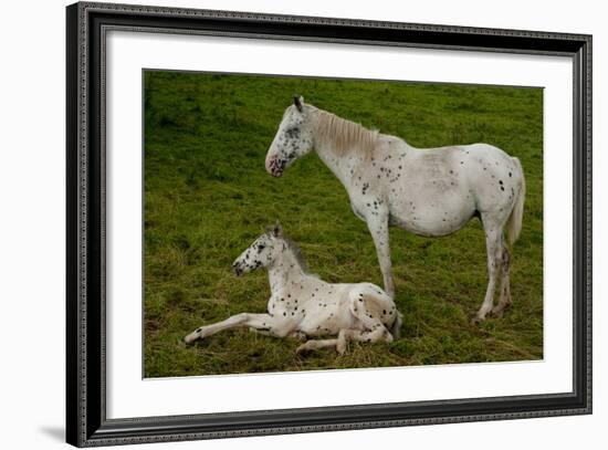 Horse Foal-Charles Bowman-Framed Photographic Print