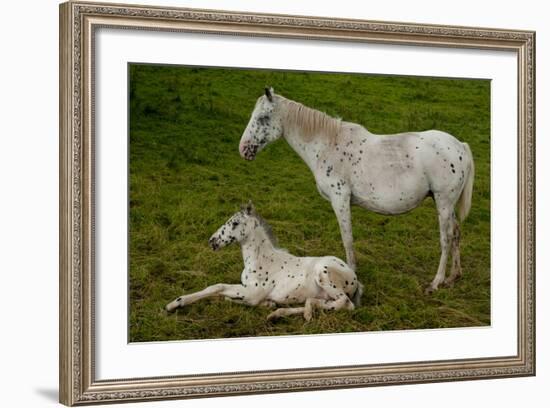 Horse Foal-Charles Bowman-Framed Photographic Print