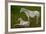 Horse Foal-Charles Bowman-Framed Photographic Print