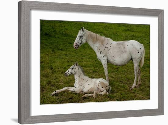 Horse Foal-Charles Bowman-Framed Photographic Print