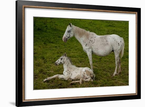 Horse Foal-Charles Bowman-Framed Photographic Print