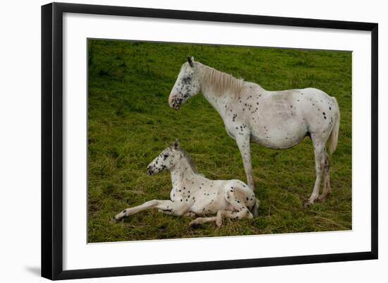 Horse Foal-Charles Bowman-Framed Photographic Print