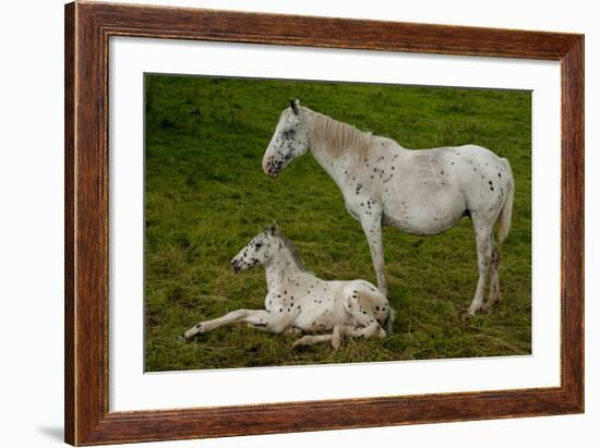 Horse Foal-Charles Bowman-Framed Photographic Print