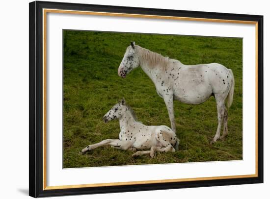 Horse Foal-Charles Bowman-Framed Photographic Print