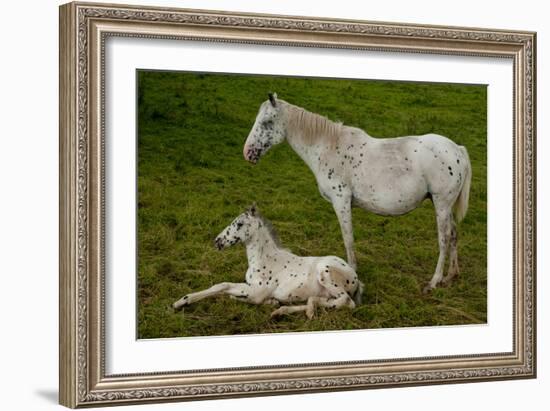 Horse Foal-Charles Bowman-Framed Photographic Print