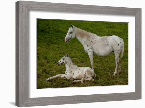 Horse Foal-Charles Bowman-Framed Photographic Print