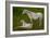 Horse Foal-Charles Bowman-Framed Photographic Print