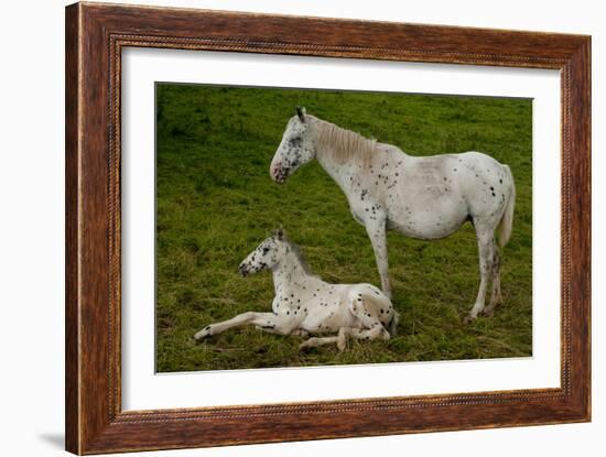 Horse Foal-Charles Bowman-Framed Photographic Print