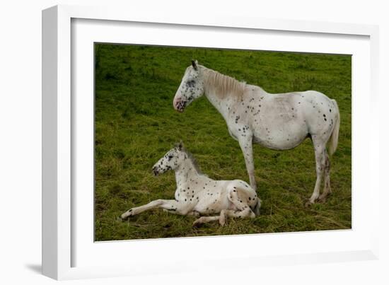 Horse Foal-Charles Bowman-Framed Photographic Print