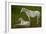 Horse Foal-Charles Bowman-Framed Photographic Print