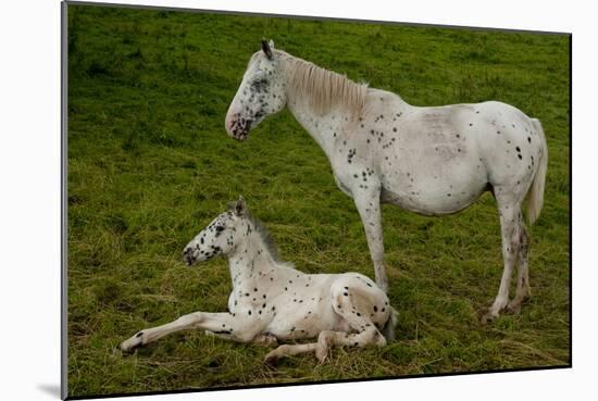 Horse Foal-Charles Bowman-Mounted Photographic Print