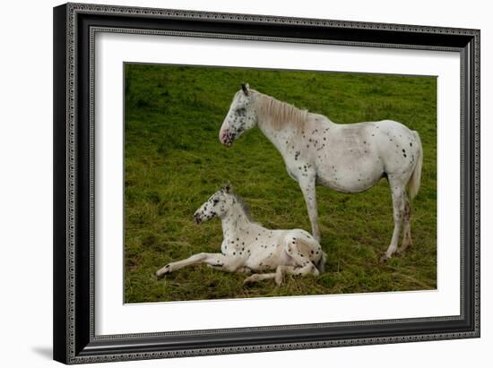 Horse Foal-Charles Bowman-Framed Photographic Print