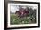 Horse Fox Hunt I-Timothy Blossom-Framed Art Print