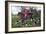 Horse Fox Hunt I-Timothy Blossom-Framed Art Print