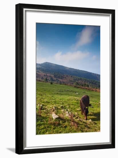 Horse grazing along the Jaizkibel Road, Hondarribia, Guipuzcoa Province, Basque Country Region,...-null-Framed Photographic Print