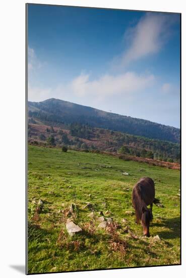Horse grazing along the Jaizkibel Road, Hondarribia, Guipuzcoa Province, Basque Country Region,...-null-Mounted Photographic Print