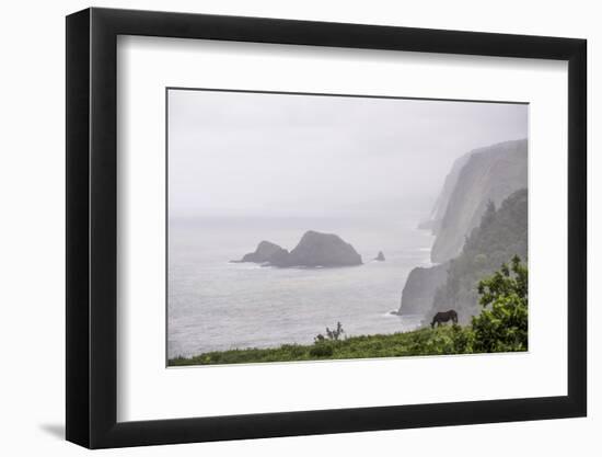 Horse grazing along the Pololu Valley Lookout, Hamakua Coast, The Big Island, Hawaii, Usa-Peter Hawkins-Framed Photographic Print