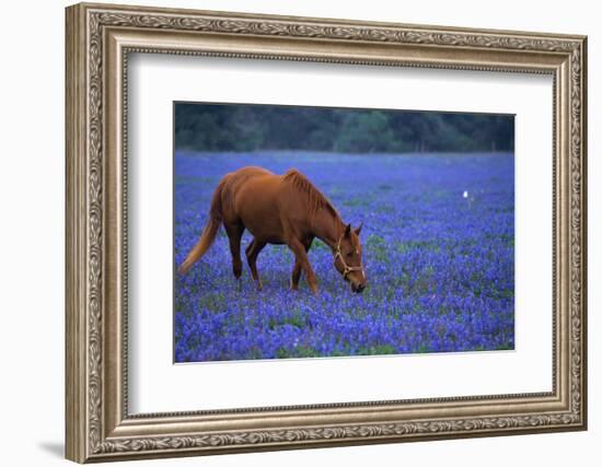 Horse Grazing Among Bluebonnets-Darrell Gulin-Framed Photographic Print