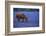 Horse Grazing Among Bluebonnets-Darrell Gulin-Framed Photographic Print