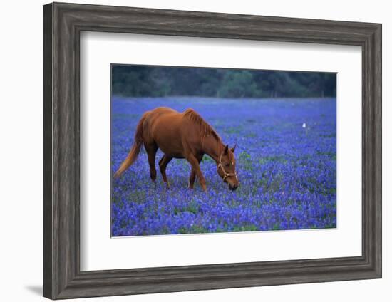 Horse Grazing Among Bluebonnets-Darrell Gulin-Framed Photographic Print