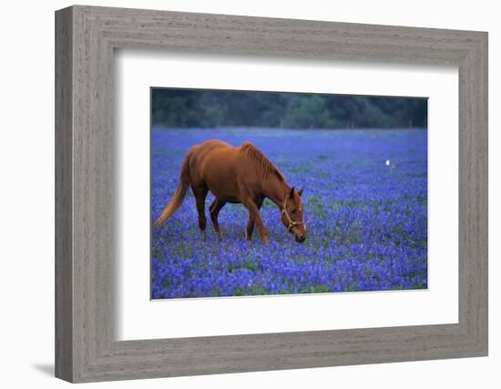 Horse Grazing Among Bluebonnets-Darrell Gulin-Framed Photographic Print