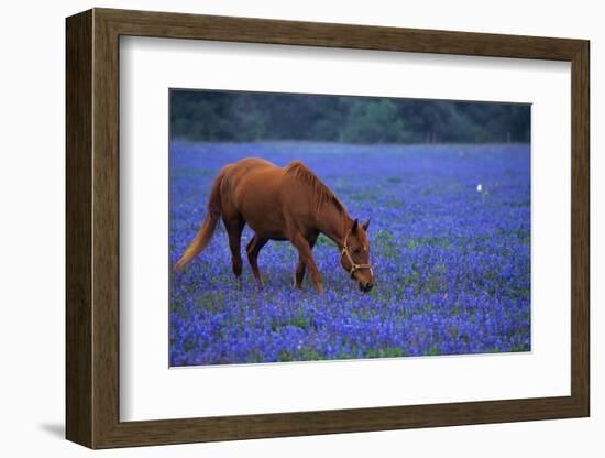 Horse Grazing Among Bluebonnets-Darrell Gulin-Framed Photographic Print