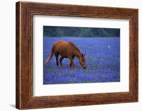 Horse Grazing Among Bluebonnets-Darrell Gulin-Framed Photographic Print