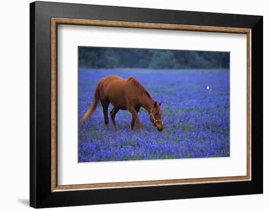 Horse Grazing Among Bluebonnets-Darrell Gulin-Framed Photographic Print