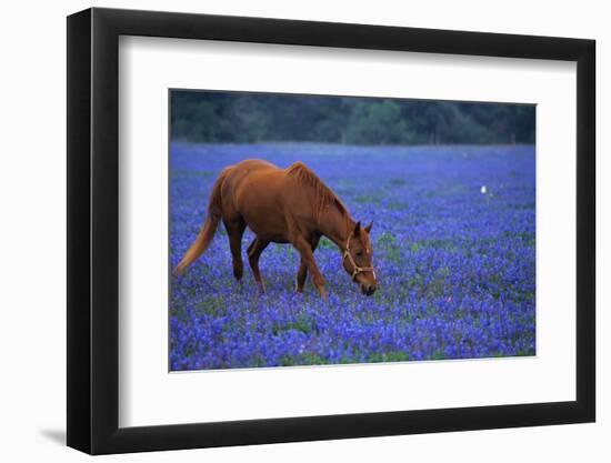 Horse Grazing Among Bluebonnets-Darrell Gulin-Framed Photographic Print