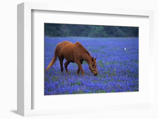 Horse Grazing Among Bluebonnets-Darrell Gulin-Framed Photographic Print