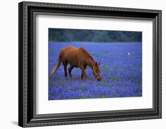 Horse Grazing Among Bluebonnets-Darrell Gulin-Framed Photographic Print