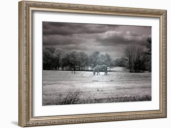 Horse Grazing In Field-Carol Highsmith-Framed Art Print