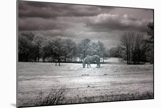 Horse Grazing In Field-Carol Highsmith-Mounted Art Print
