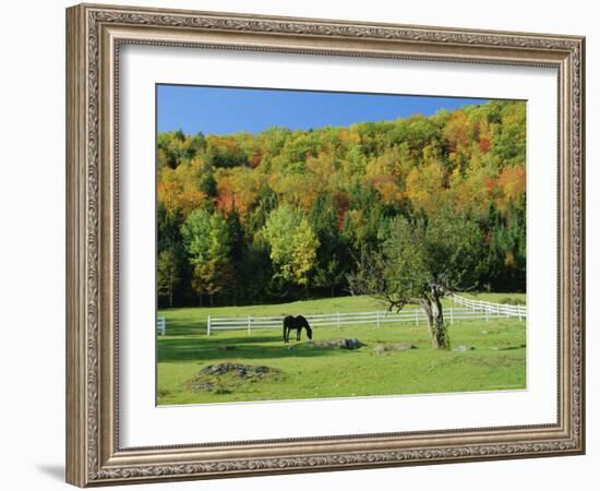 Horse Grazing in Paddock, Near Jackson, New Hampshire, USA-Fraser Hall-Framed Photographic Print